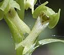 Coeloglossum viride (Long-bract Frog Orchid): Minnesota Wildflowers