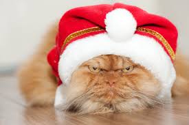 Image result for exhausted cats dressed in santa outfits