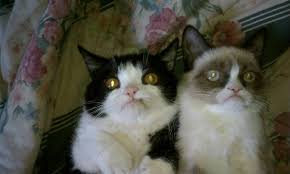 The Instant Cat Meme: Grumpy Cat | Mental Floss via Relatably.com