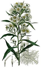 File:Aster salignus Willdenow - Flora regni Borussici vol. 8 - t. 557 ...
