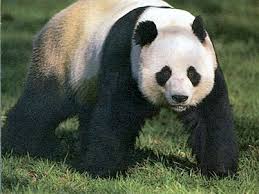 Image result for pandas