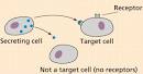 target cell