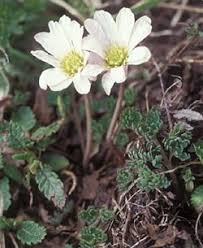 Callianthemum kerneranum Freyn - Specie vegetali Natura 2000 ...