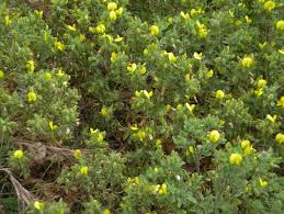 <i>Ononis pubescens</i> | Flora of Gibraltar
