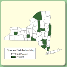 Pimpinella saxifraga - Species Page - NYFA: New York Flora Atlas