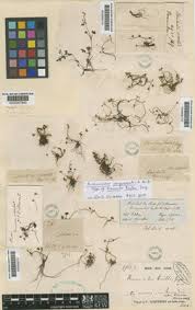 Ranunculus saniculifolius Viv. | Plants of the World Online | Kew ...