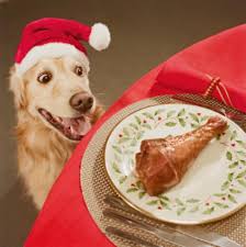 Image result for cats eating christmas dinner