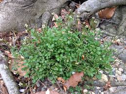 Weed of the Month: Hairy Bittercress - Brooklyn Botanic Garden