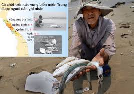 Kết quả hình ảnh cho Cá chết ven biển miền Trung
