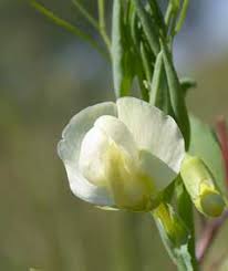 Lathyrus ochrus Cyprus Vetch PFAF Plant Database