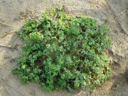 Weed Risk Assessment for Euphorbia falcata L. (Euphorbiaceae ...