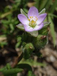Spergularia macrotheca - Wikipedia