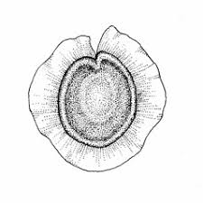 Spergula morisonii (Morison's spurry): Go Botany