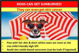 O ι σκύλοι δεν κάνουν ηλιοθεραπεία..