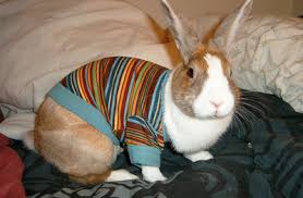 Image result for animals in sweaters