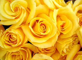 Képtalálat a következőre: „sárga rózsák”