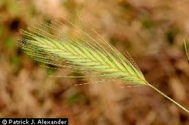 Plants Profile for Hordeum murinum (mouse barley)