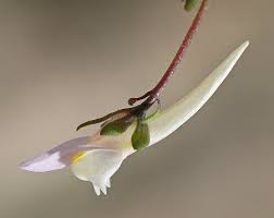 Linaria pseudolaxiflora (Maltese Toadflax) : MaltaWildPlants.com ...