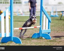 Image of Miniature Schnauzer jumping agility course