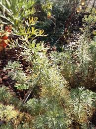 Artemisia alba Turra, White Mugwort (World flora) - Pl@ntNet identify