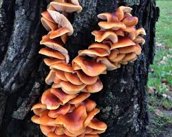 Velvet Shank mushroom