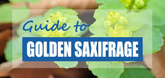 How to Plant & Grow Golden Saxifrage (Chrysosplenium ...