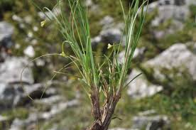 Southern Sedge - 96285 - common name - Carex hallerana