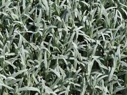 Cerastium decalvans subsp. decalvans - Wikispecies