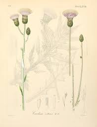 File:Carduus collinus ssp collinus.jpg - Wikimedia Commons