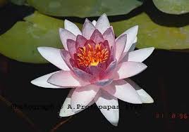 Image result for Nymphaea
  ( Somptuosa Hardy Water Lily )