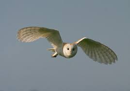 Image result for barn owl