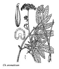 Sp. Chaerophyllum aromaticum - florae.it