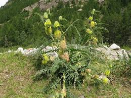 Astragalus alopecurus Pall.