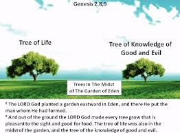 Image result for Trees in the Garden of Eden