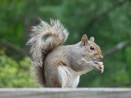 why do squirrels wag their tails