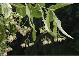 Tilia americana (American basswood) | Native Plants of North America