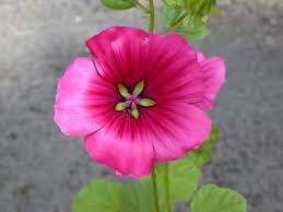 The Malope Page