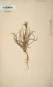 Tragopogon angustifolius Bellardi ex Willd. - Portale della Flora d ...