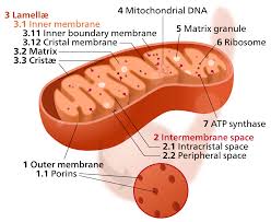 Mitochondrial matrix - Wikipedia