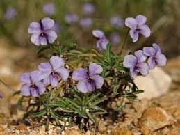 viola arborescens - Google Search | Arborescens, Viola, Plants