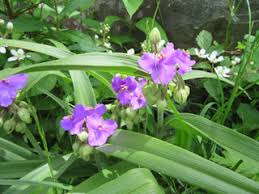 Tradescantia virginiana (Virginia spiderwort) | Native Plants of North ...
