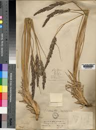 Calamagrostis pseudophragmites (Haller f.) Koeler | Plants of the ...