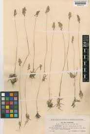 Poa badensis Haenke ex Willd. | Plants of the World Online | Kew ...