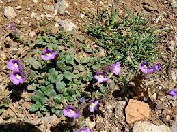 Chaenorhinum origanifolium - Wikipedia
