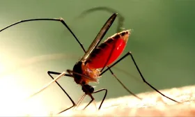 Thousands of Ross River virus cases expected after infected mosquitoes found across Queensland
