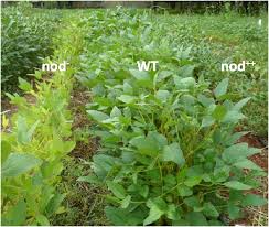 Image result for how to grow soya