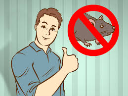 Image result for eliminate the rats in government