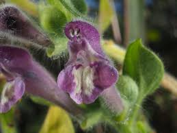 Scutellaria columnae All. | Plants of the World Online | Kew Science