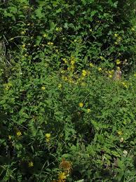 Hieracium prenanthoides Vill. subsp. prenanthoides
