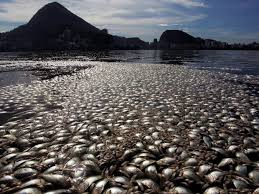 Résultat de recherche d'images pour "poissons morts pollution"